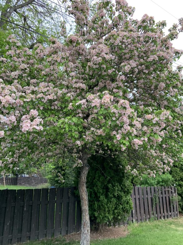 Choosing the perfect tree. A Large flowering tree with pink and purple blossoms.