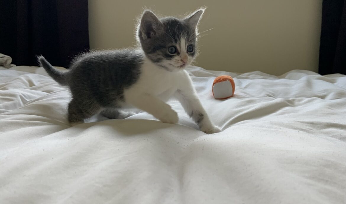 a small grey and white kitten is on  bed