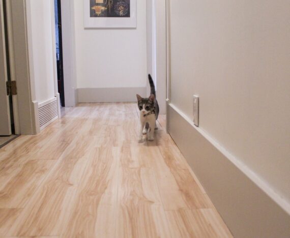 Willow, gray and white cat, walks down hallway. The walls are white and the trim is a beige.