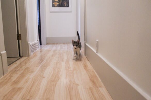 Willow, gray and white cat, walks down hallway. The walls are white and the trim is a beige.