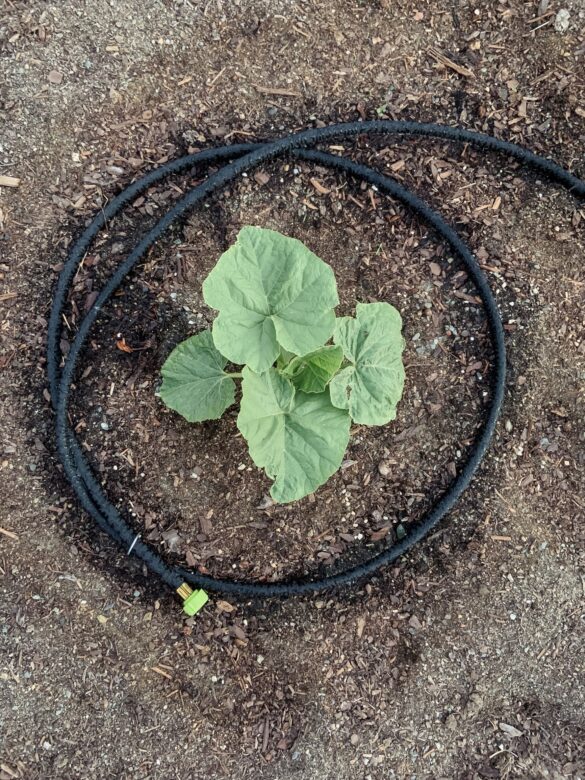 garden soaker hose is wrapped around a pumpkin plant for easy garden irrigation